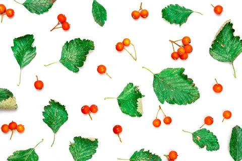 Leaf autumn. Nature pattern: dry leaves, green leafs, orange fruits Rowans is Stock Photos