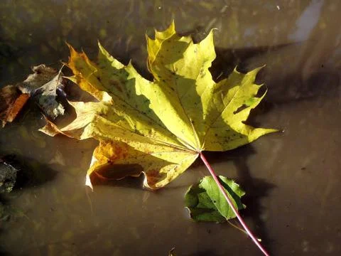 Leaf, Autumn Stock Photos