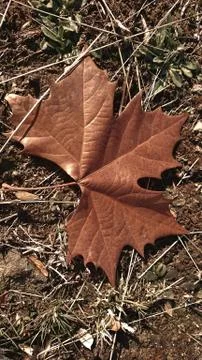 Leaf in autumn Stock Photos