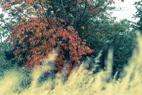 Leaf, autumn Photos