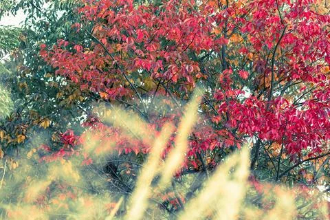 Leaf, autumn Foto stock