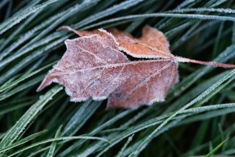 Leaf in autumn Stock Photos