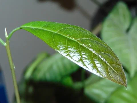 Leaf from the avocado plant Stockfoto's