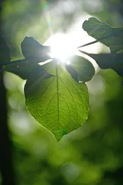 Leaf in back-lighting with sun reflexion Stock Photos