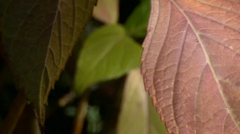 Leaf background 01 Stock Footage 668580