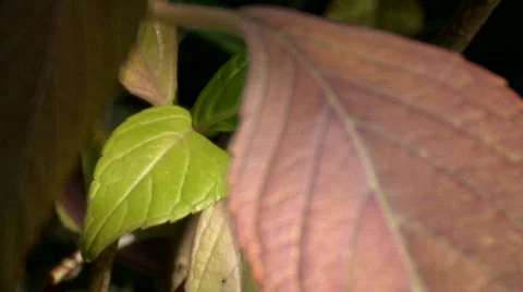 Leaf background 02 Stock Footage 668586
