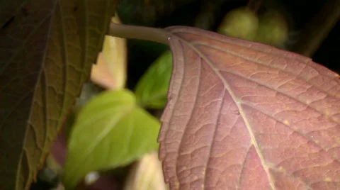 Leaf background 03 Stock Footage 668589