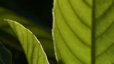 Leaf background 05 Stock Footage 668602