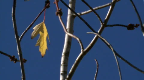 Leaf background 06 Stock Footage 668613