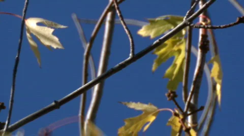 Leaf background 07 Stock Footage 668615