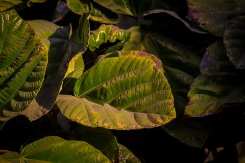 Leaf background and green colour,background or green leafy tropical pine fore Stock Photos