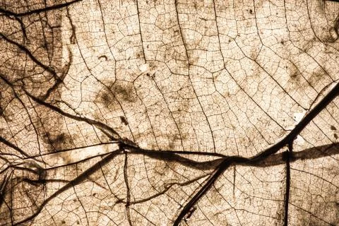 Leaf background and texture for autumn season Photos