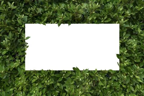 Leaf background And white paper Stock Photos