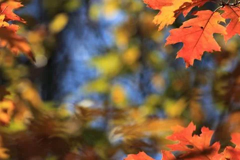 Leaf background in autumn Stock Photos