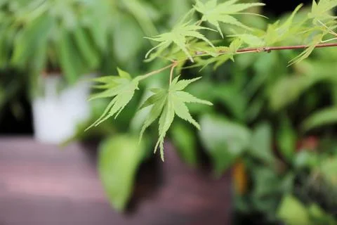 Leaf background close-up Stock Photos