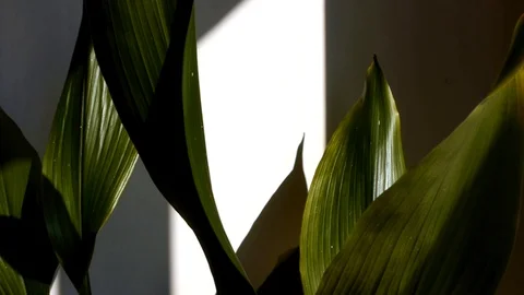 Leaf background. Stock Footage 121053767