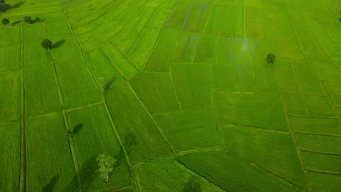 Leaf background	 Video stock 204959273