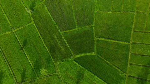 Leaf background	 Video stock 204959355