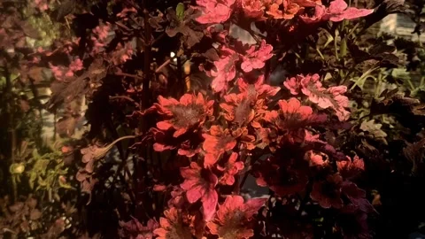 Leaf background Stock Footage 244112039