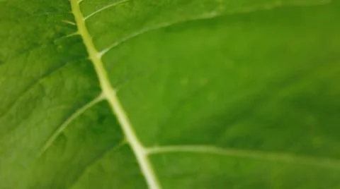 Leaf background. Green Blur texture foliage. Stock Photos