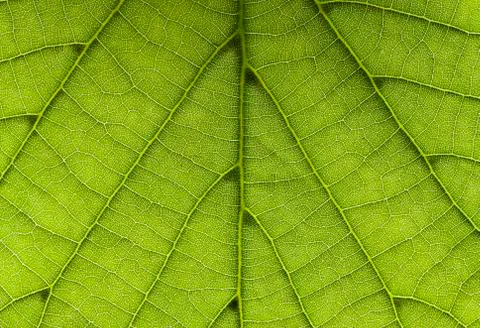 Leaf background horizontal Stock Photos