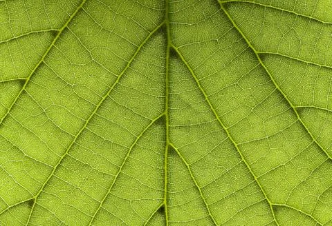 Leaf background horizontal Stock Photos