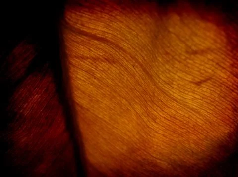 Leaf background Stock Illustration