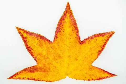 Leaf background with isolated maple leaves. Leaves beside colorful maple leaf Stock Photos
