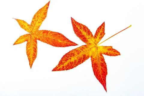 Leaf background with isolated maple leaves. Leaves beside colorful maple leaf Stock Photos