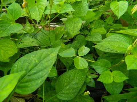 LEAF BACKGROUND WITH NATURE THEME 스톡 사진