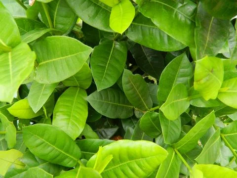 LEAF BACKGROUND WITH NATURE THEME Stock Photos