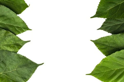 Leaf background pattern isolated on white background Stock Photos