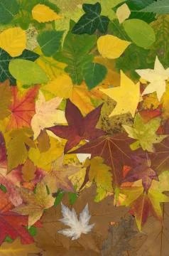 Leaf background Stock Photos