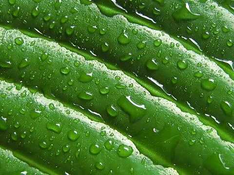 Leaf Background Stock Photos