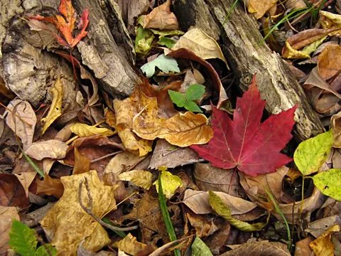 Leaf Background Stock-Fotos