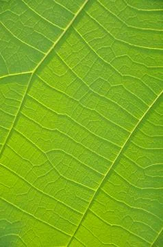 Leaf background 스톡 사진