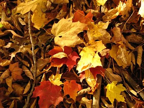 Leaf Background Stock Photos