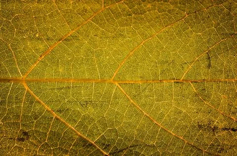 Leaf background Stock Photos