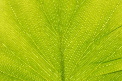 Leaf background Foto stock