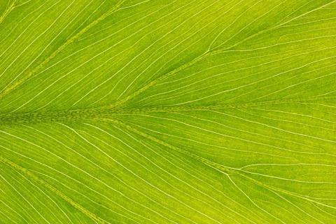 Leaf background Stock Photos