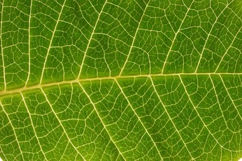 Leaf background Stock Photos