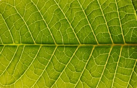 Leaf background Stock Photos