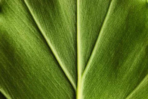 Leaf background Stock Photos