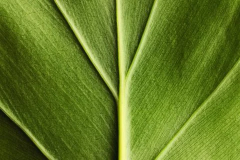 Leaf background Stock Photos