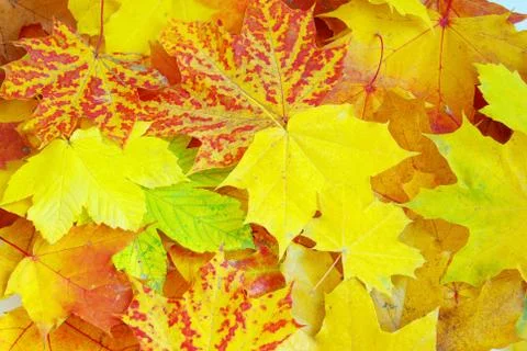 Leaf as background Stock-Fotos