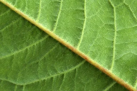 Leaf background Foto stock