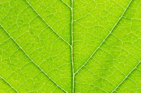 Leaf  background Stock Photos