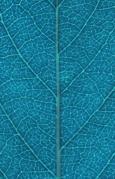 Leaf  background Stock Photos
