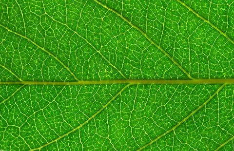 Leaf  background Foto stock
