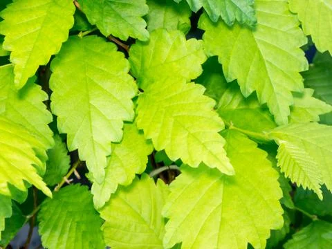 Leaf background. Stock-Fotos